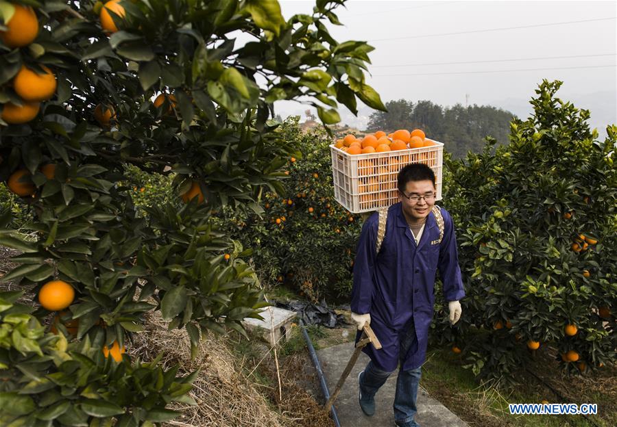 #CHINA-HUBEI-NAVEL ORANGE(CN)