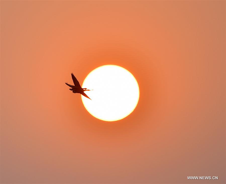 CHINA-JIANGXI-POYANG LAKE-BIRDS (CN)