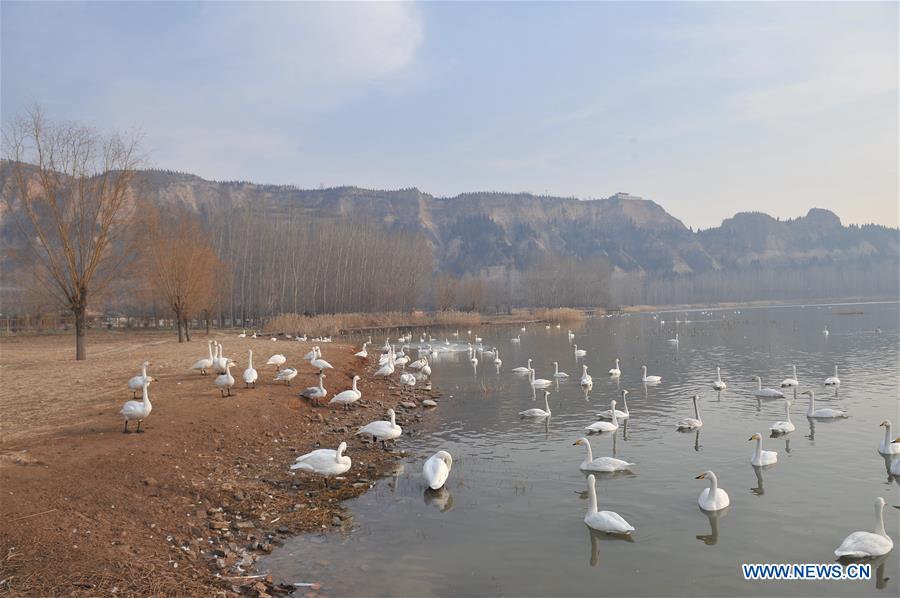 CHINA-SHANXI-WINTER-SWAN (CN)