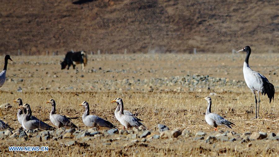 CHINA-TIBET-BLACK-NECKED CRANE-WINTER HABITAT (CN)