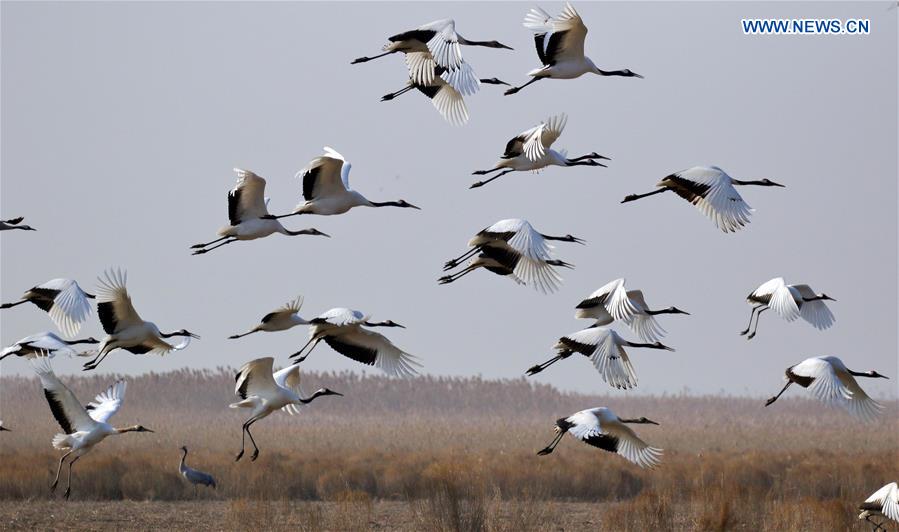 #CHINA-JIANGSU-CRANES (CN)