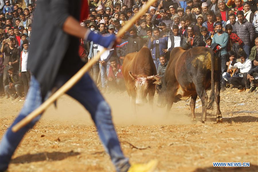 NEPAL-NUWAKOT-MAGHESAKRANTI FESTIVAL-BULL FIGHT