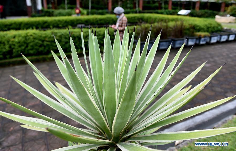 CHINA-TAIPEI-BOTANICAL GARDEN(CN)