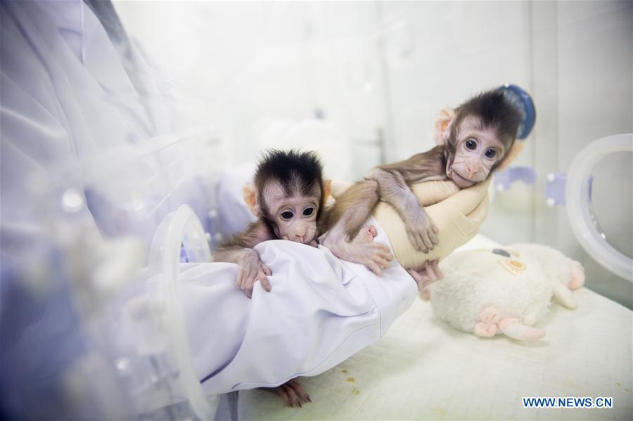 CHINA-BEIJING-CLONED MACAQUES-SUCCESS (CN)