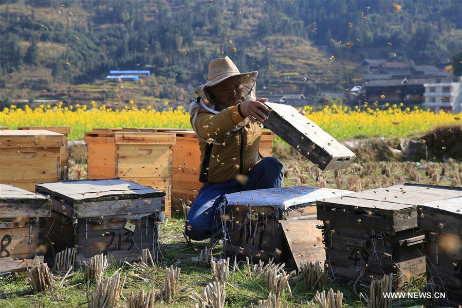 #CHINA-GUIZHOU-RONGJIANG-HONEY-COLLECTION (CN)