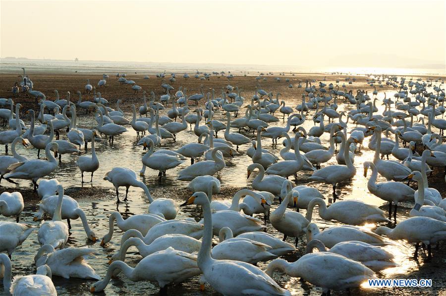 CHINA-SHANDONG-RONGCHENG-SWAN (CN)