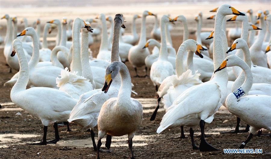 CHINA-SHANDONG-RONGCHENG-SWAN (CN)