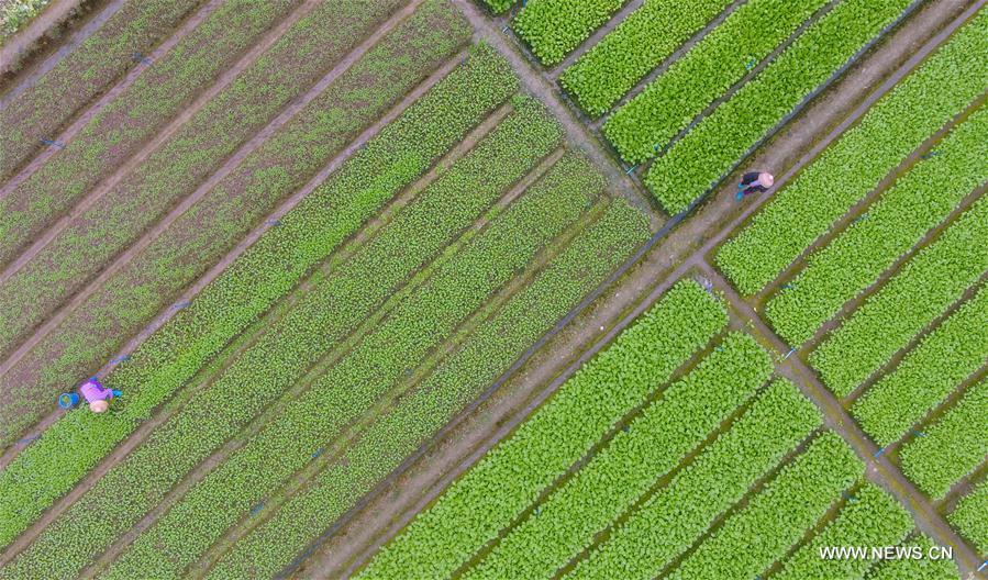 #CHINA-HAINAN-SPRING-AGRICULTURE(CN)