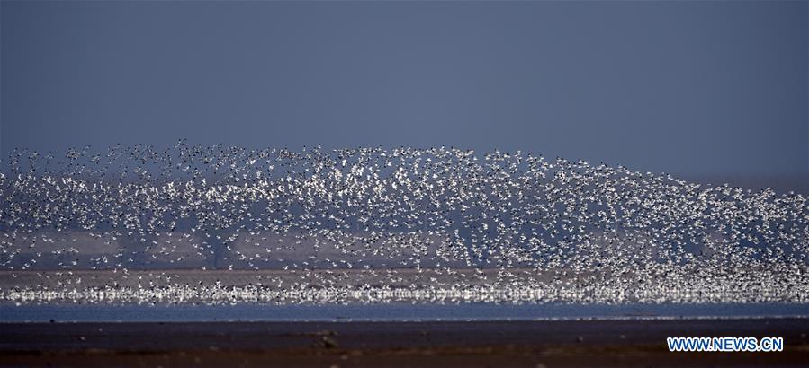 CHINA-HUNAN-EAST DONGTING LAKE-MIGRANT BIRDS (CN)