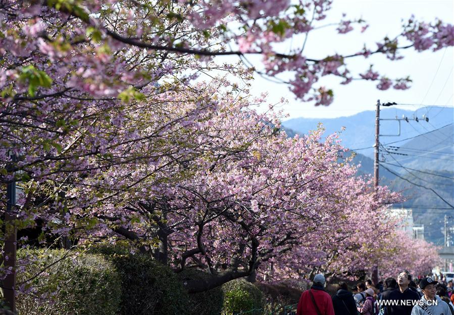 JAPAN-SHIZUOKA-CHERRY BLOSSOMS