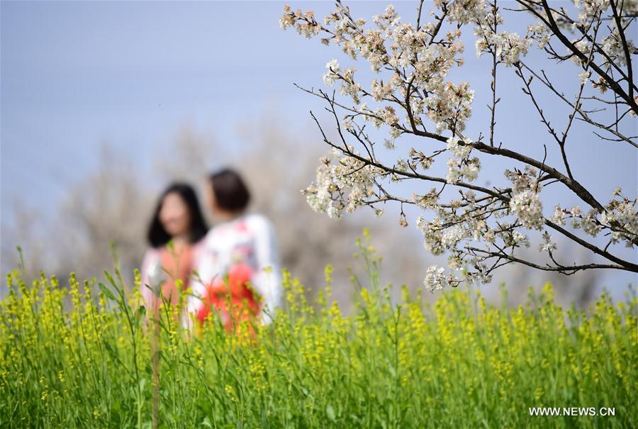 CHINA-SHAANXI-ANKANG-CHERRY BLOSSOM (CN)