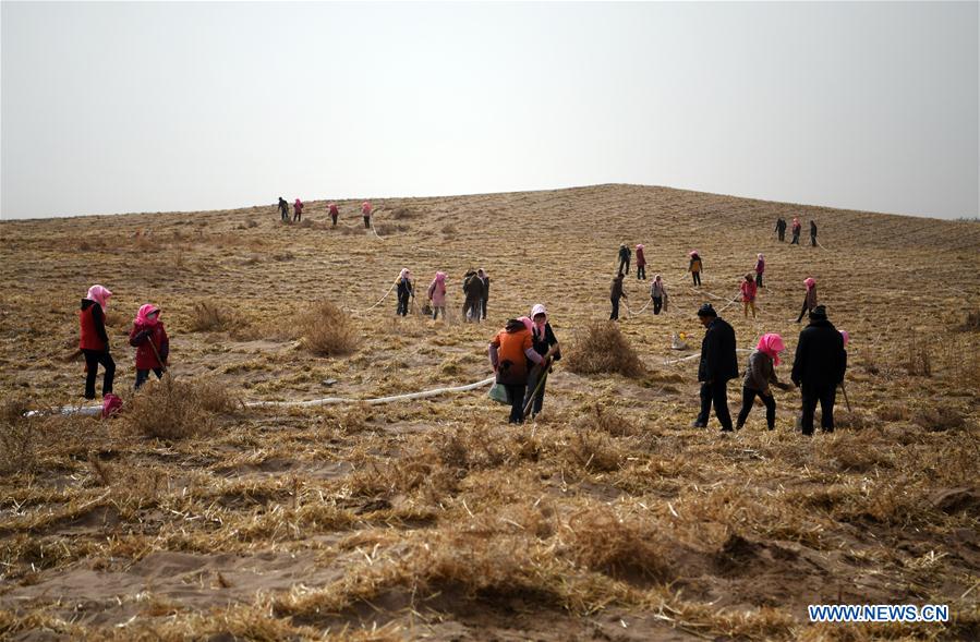 CHINA-GANSU-DESERT-PLANT (CN)