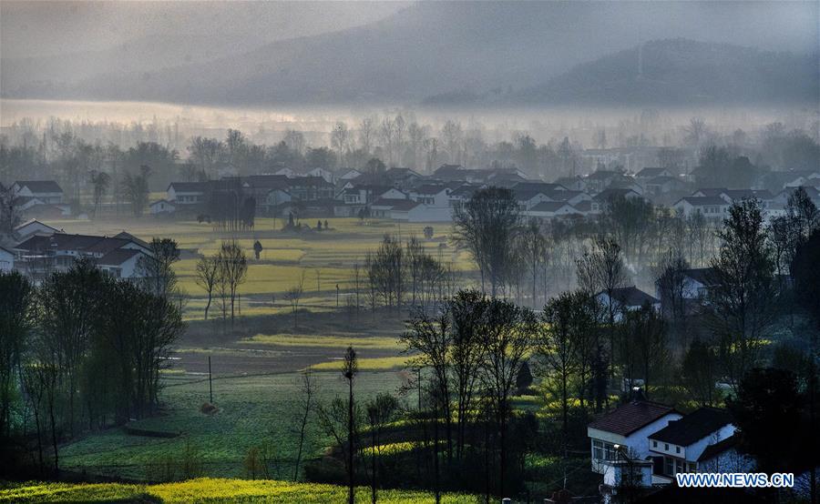 CHINA-SHAANXI-HANZHONG-RAPESEED FLOWER (CN)