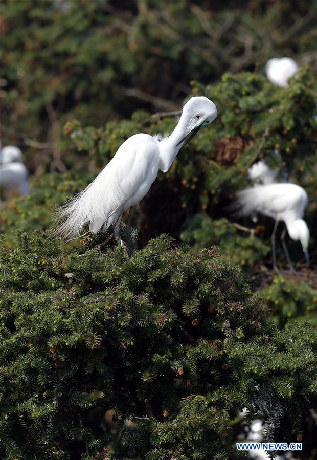 CHINA-JIANGXI-EGRETS (CN)