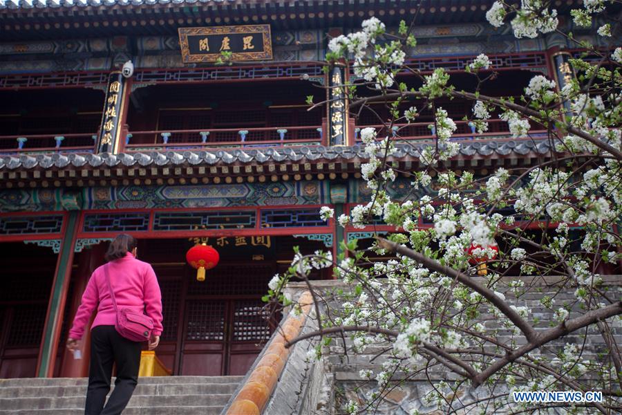 #CHINA-BEIJING-TEMPLE-FLOWERS (CN)