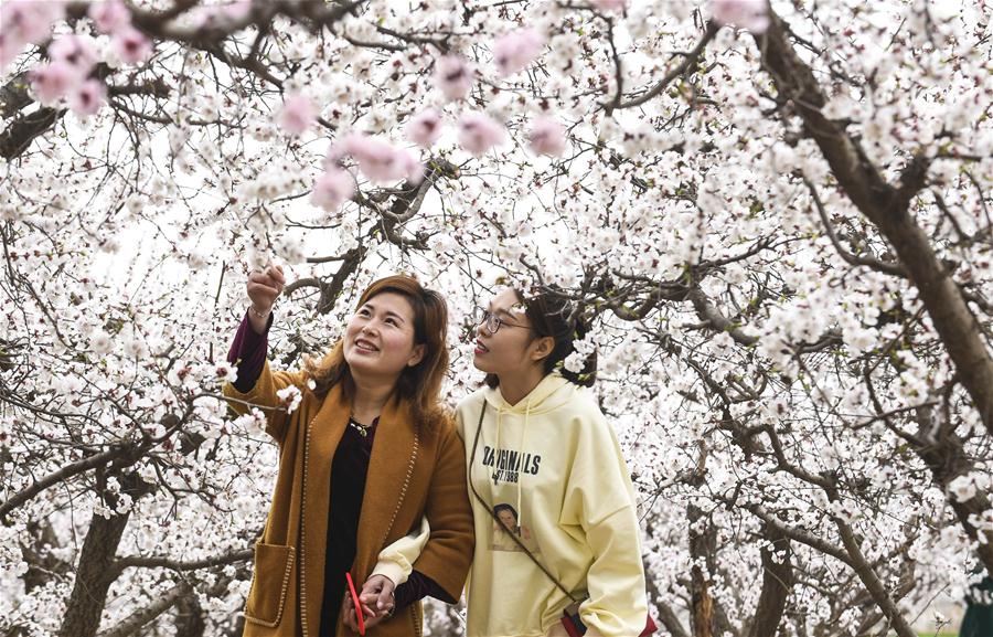 CHINA-HEBEI-RAOYANG-APRICOT BLOSSOM CN)