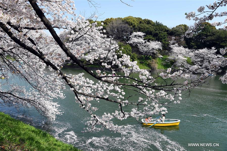 JAPAN-TOKYO-CHERRY BLOSSOMS-PETALS