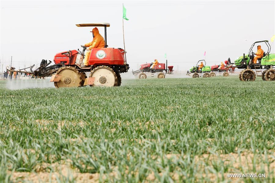 CHINA-SHANDONG-FARMING (CN)