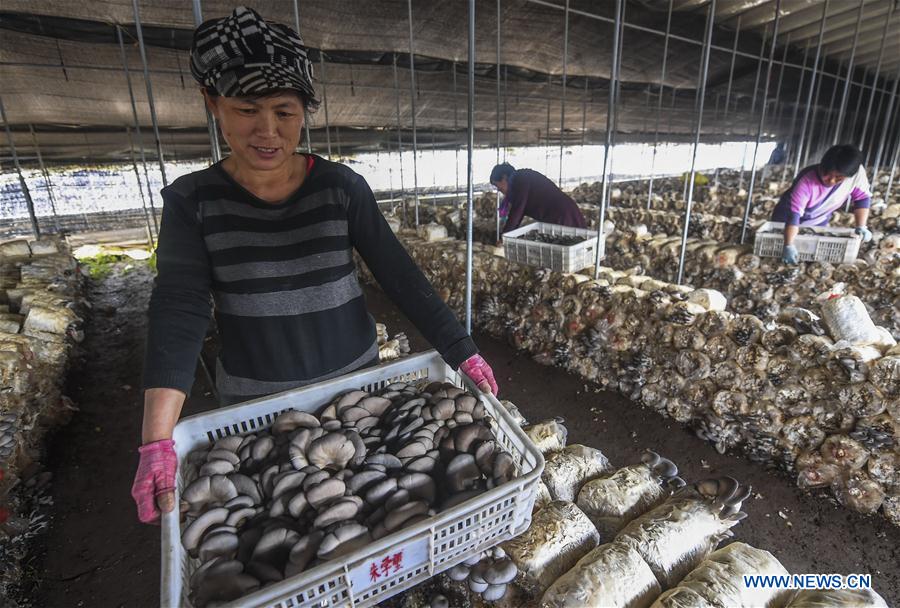 CHINA-HEBEI-AGRICULTURE-MUSHROOM (CN)