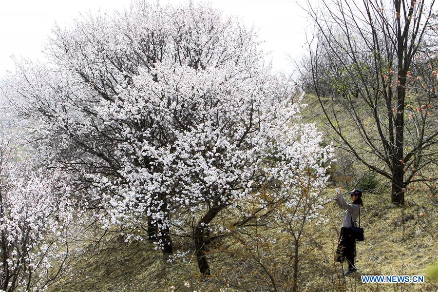 CHINA-NINGXIA-FLOWER(CN)