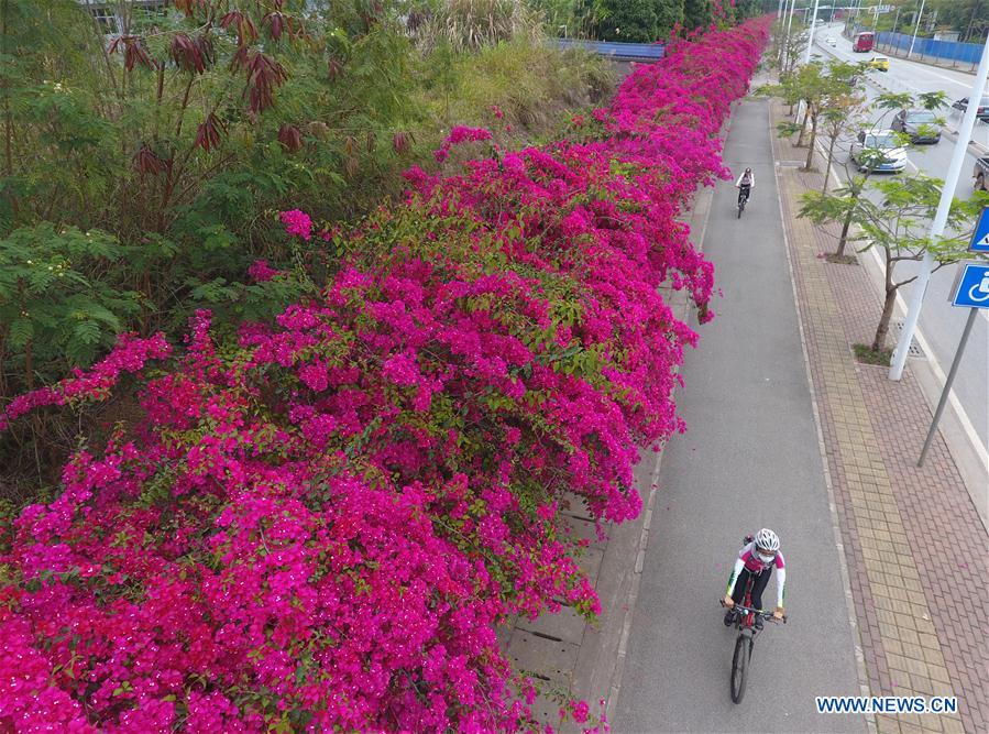 CHINA-NANNING-PLUM FLOWERS (CN)