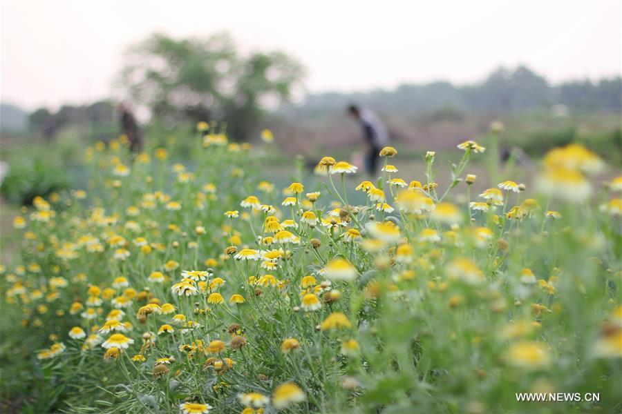 #CHINA-SPRING-FARM WORK (CN)