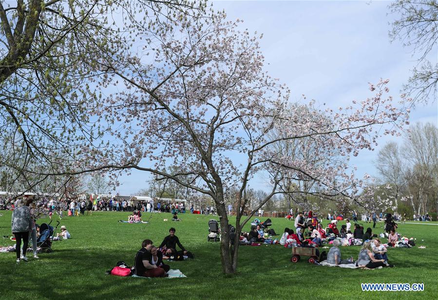 GERMANY-BERLIN-CHERRY BLOSSOM FESTIVAL