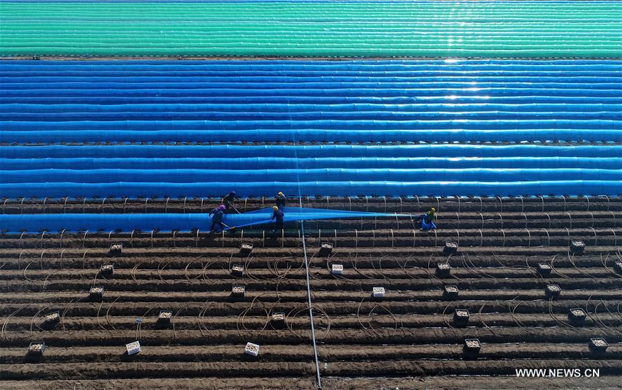 CHINA-HEBEI-TANGSHAN-FARM WORK (CN)