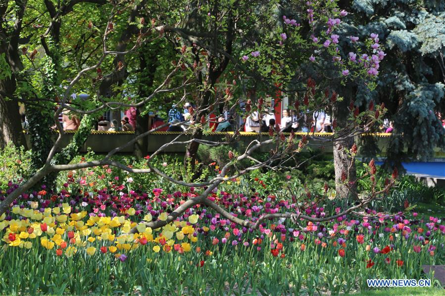 ROMANIA-PITESTI-TULIP FESTIVAL