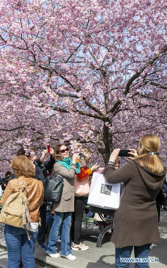 SWEDEN-STOCKHOLM-CHERRY BLOSSOM