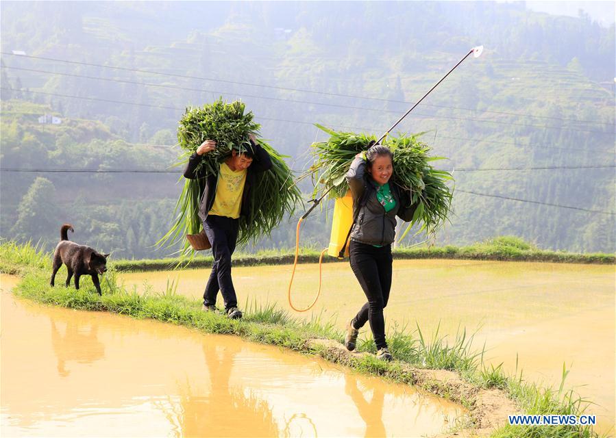 #CHINA-GUIZHOU-PLOUGHING FESTIVAL (CN)