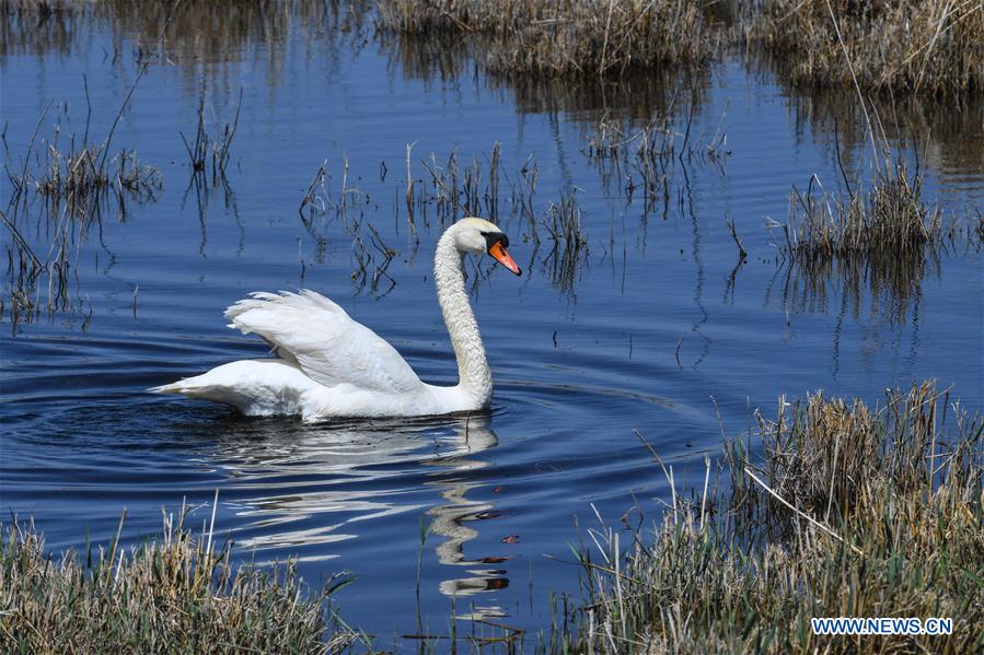 CHINA-INNER MONGOLIA-BAYANNUR-WILD BIRD (CN)