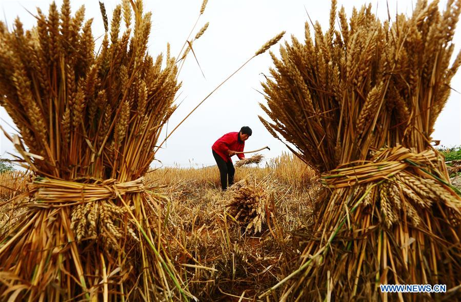 #CHINA-SHANDONG-AGRICULTURE (CN)