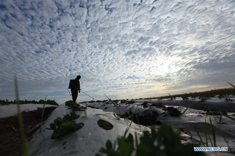 #CHINA-SHANDONG-AGRICULTURE (CN)