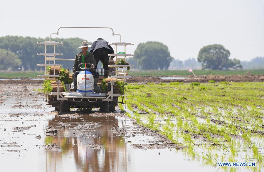 CHINA-INNER MONGOLIA-HOHHOT-SALINE SOIL-RICE (CN)