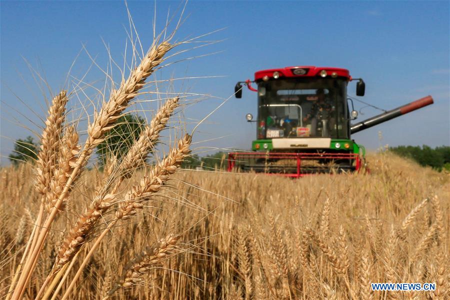 #CHINA-WHEAT-HARVEST (CN)