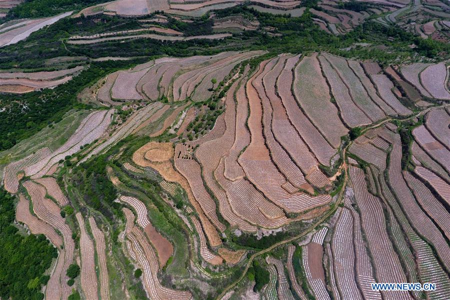 CHINA-SHANXI-HUGUAN-TERRACE FIELDS (CN)