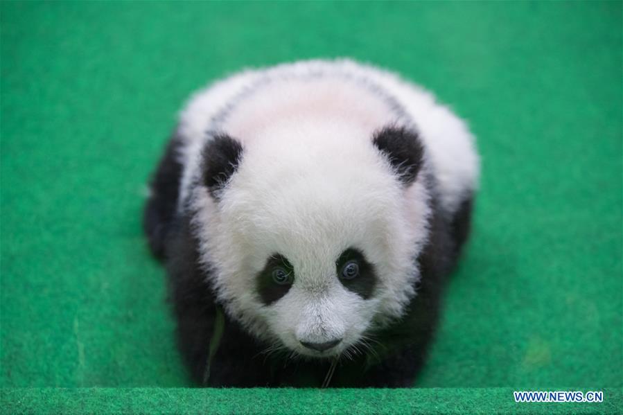 MALAYSIA-KUALA LUMPUR-CHINA-GIANT PANDA CUB-DEBUT