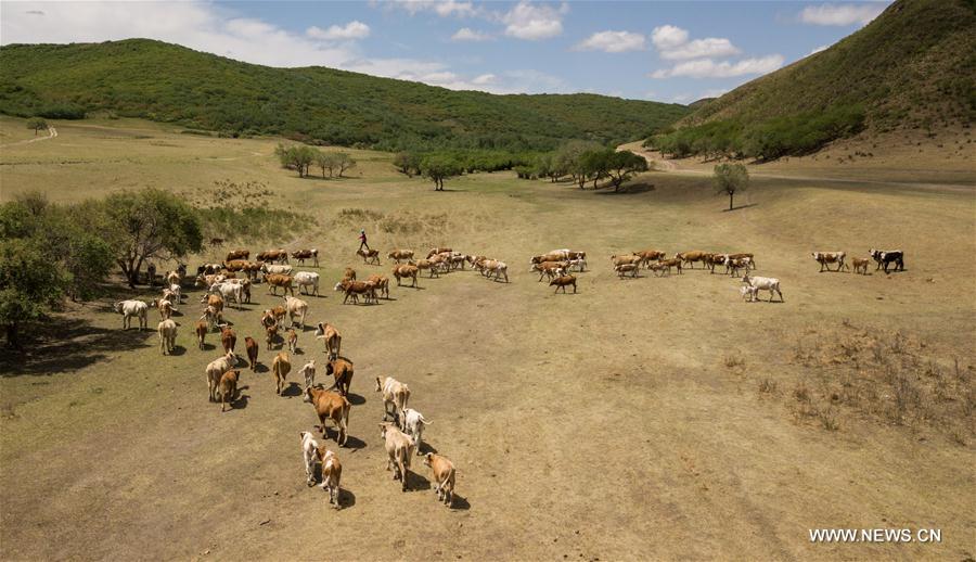 CHINA-INNER MONGOLIA-LIVESTOCK TRANSFER-SUMMER PASTURE (CN)