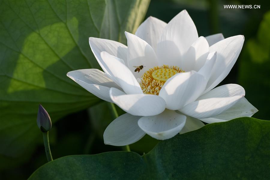 CHINA-ANHUI-TONGLING-LOTUS(CN)