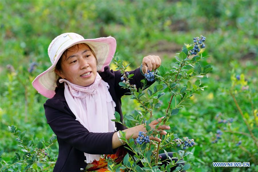 CHINA-HEBEI-BLUEBERRY-HARVEST SEASON(CN)