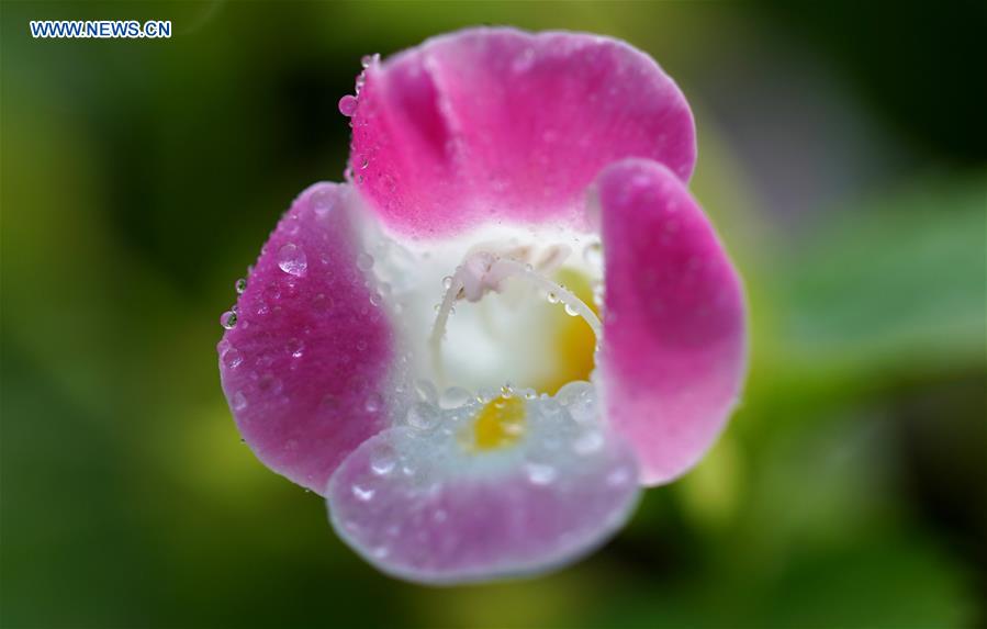 #CHINA-JIANGSU-YANGZHOU-FLOWERS (CN)