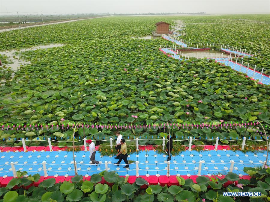 #CHINA-JIANGSU-LOTUS FLOWERS (CN)