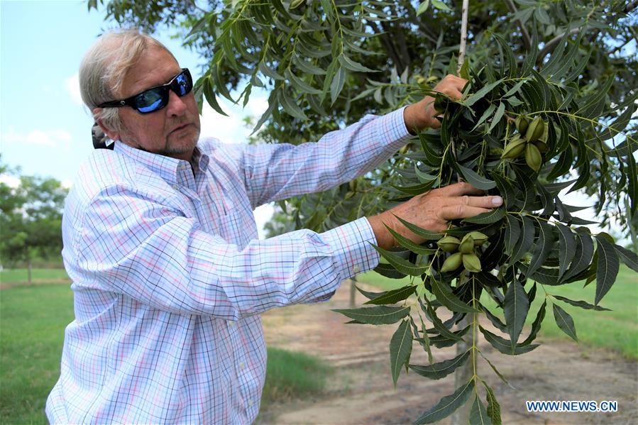 U.S.-PECAN FARMER-TRADE DISPUTE-MASSIVE LOSS