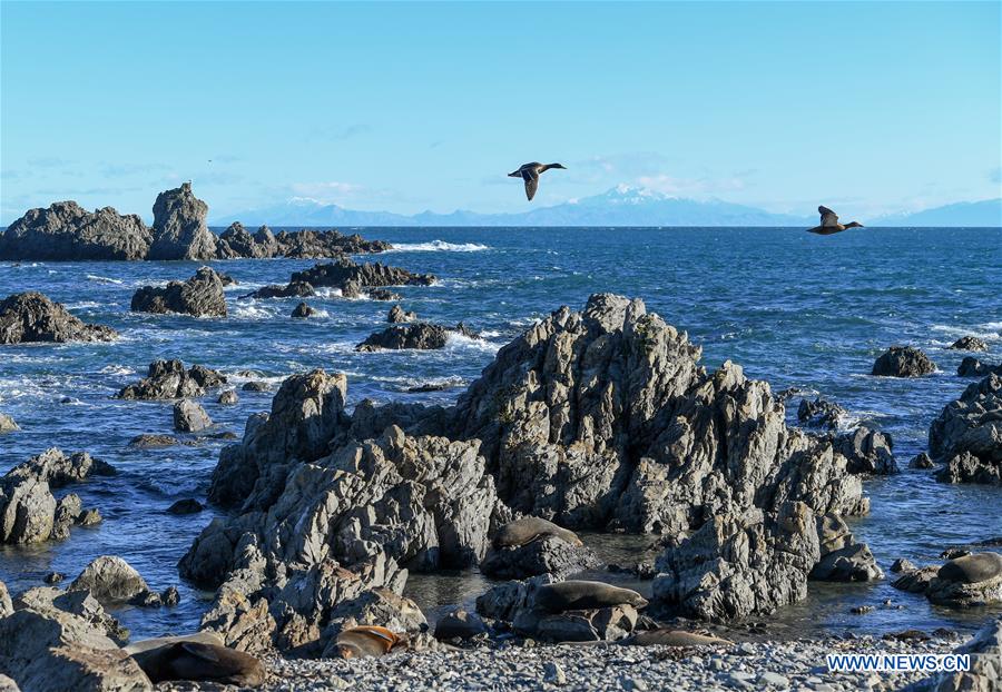 NEW ZEALAND-WELLINGTON-NEW ZEALAND FUR SEALS