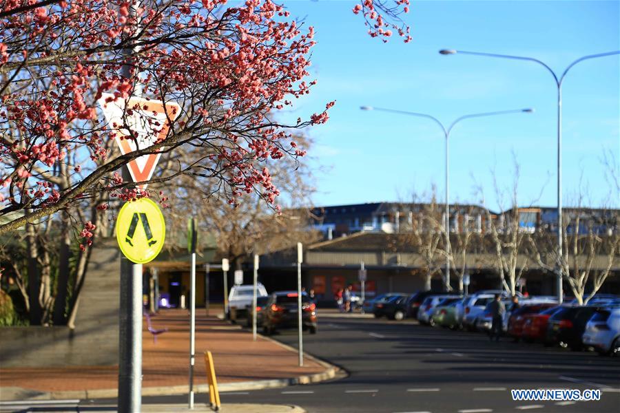 AUSTRALIA-CANBERRA-EARLY SPRING