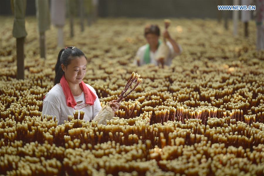 CHINA-SHAHE-LINGZHI MUSHROOM-ECONOMY (CN)