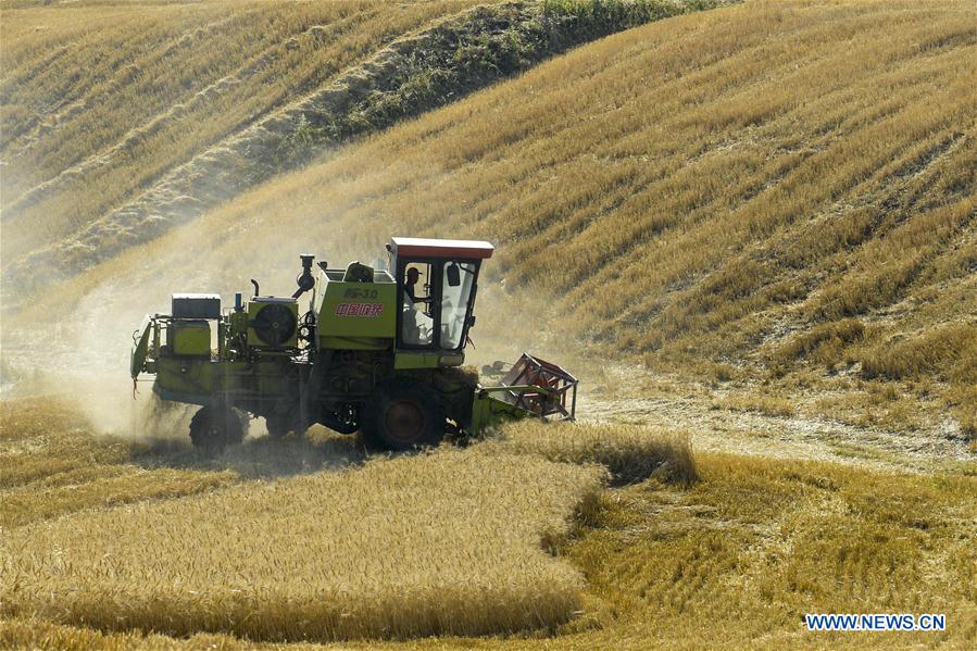 CHINA-XINJIANG-WHEAT HARVEST (CN)