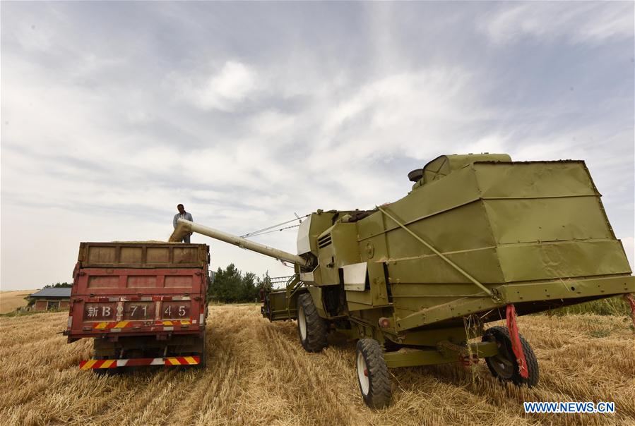 CHINA-XINJIANG-WHEAT HARVEST (CN)