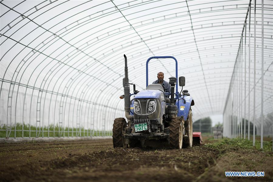 CHINA-NINGXIA-GUYUAN-VEGETABLE PLANTING (CN)